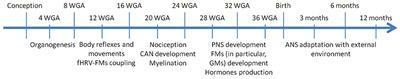 A Review on the Vagus Nerve and Autonomic Nervous System During Fetal Development: Searching for Critical Windows